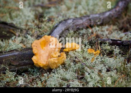 Goldene Pfifferlinge, die im Sommer unter grauen Rentierflechten neben Kiefernwurzeln im Wald wachsen. Stockfoto