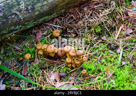 Kleine braune Trichter-Pfifferlinge, die in grünem Moos zwischen Kiefernnadeln neben einem moosigen Baumzweig im Herbst auf dem Boden im Wald wachsen. Stockfoto