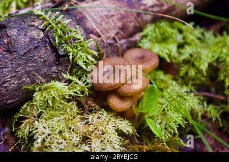 Braune Trichter-Pfifferlinge, die im Herbst in grünem Moos zwischen alten moosigen Baumbeständen auf dem Boden im Wald wachsen. Stockfoto