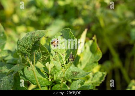 Colorado-Kartoffelkäfer (Leptinotarsa decemlineata) auf Kartoffelblättern Stockfoto