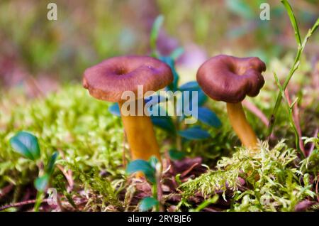 Zwei braune Trichter-Pfifferlinge, die im Herbst zwischen Preiselbeerzweigen im Wald in grünem Moos wachsen. Stockfoto