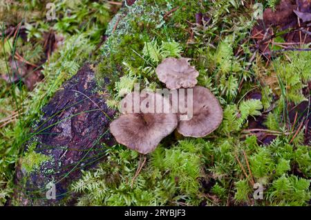 Braune Trichter-Pfifferlinge, die im Herbst in grünem Moos mit Kiefernnadeln neben einem alten moosigen Baumzweig auf dem Boden im Wald wachsen. Stockfoto