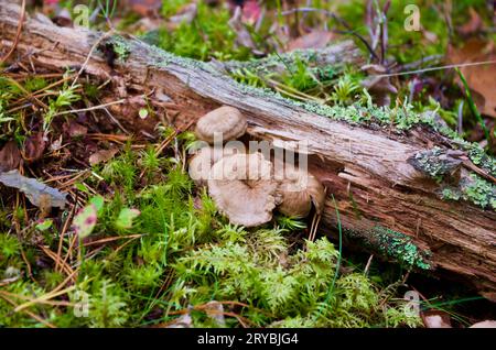 Braune Trichter-Pfifferlinge, die im Herbst in grünem Moos mit Kiefernnadeln neben einem alten moosigen Baumzweig auf dem Boden im Wald wachsen. Stockfoto