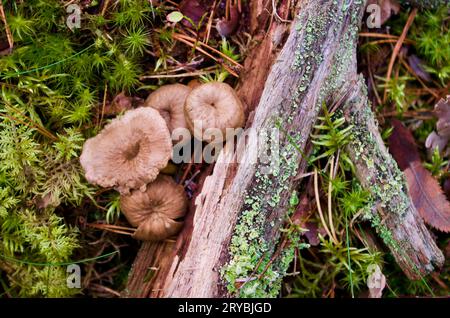 Braune Trichter-Pfifferlinge, die im Herbst in grünem Moos mit Kiefernnadeln neben einem alten moosigen Baumzweig auf dem Boden im Wald wachsen. Stockfoto