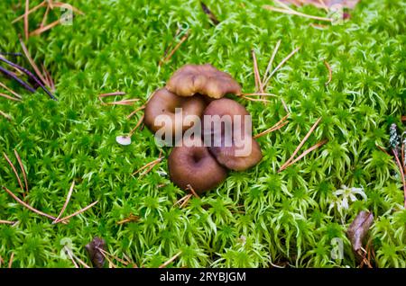 Braune Trichter-Pfifferlinge, die im Herbst in grünem Moos zwischen Kiefernnadeln im Wald wachsen. Stockfoto