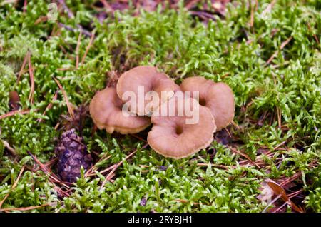 Braune Trichter-Pfifferlinge, die im Herbst in grünem Moos zwischen Kiefernnadeln und einem Kegel im Wald wachsen. Stockfoto