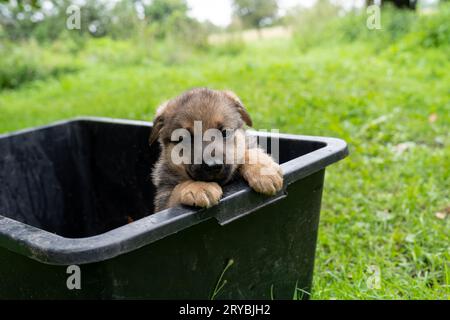 Deutscher Schäferhund Typ A Hundewelpe in Black Box Stockfoto