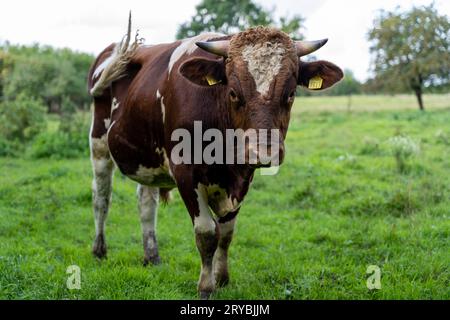 Red Holstein Bulle im Freien auf dem Bauernhof Stockfoto