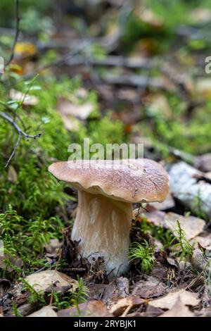 Der einzelne Pilz des Boletus edulis wächst im Wald. Auch bekannt als Penny Brötchen, cep, Porcino oder Porcini Stockfoto