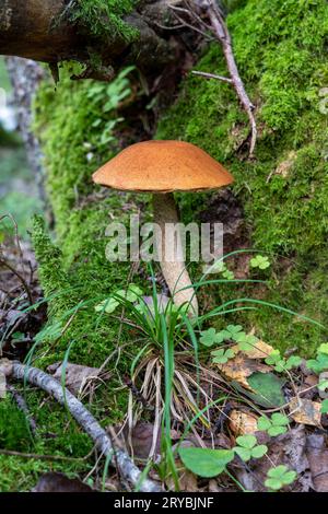 Einzelner Birkenpilz (Leccinum versipelle). Im Wald Stockfoto