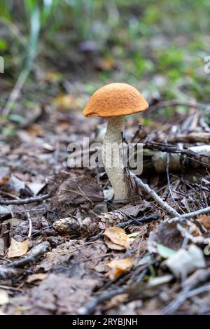 Einzelner Birkenpilz (Leccinum versipelle). Im Wald Stockfoto