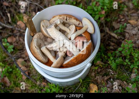 Weißer Eimer voll mit geernteter Mischung aus essbaren Pilzen im Wald Stockfoto