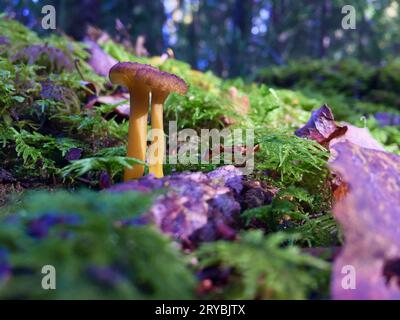 Zwei Trichter-Pfifferlinge, die im Herbst in grünem Moos und alten braunen Blättern im Wald wachsen. Stockfoto