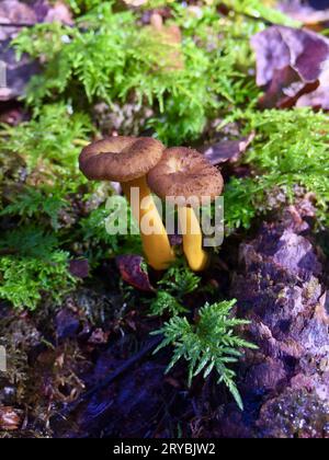 Zwei Trichter-Pfifferlinge, die im Herbst in grünem Moos und alten braunen Blättern im Wald wachsen. Stockfoto