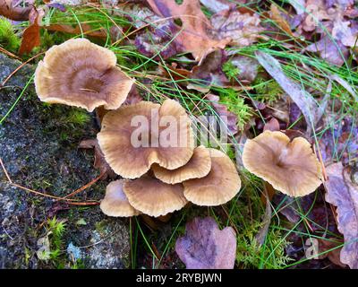 Braune Trichter-Pfifferlinge, die im Herbst in grünem Moos zwischen alten braunen Blättern im Wald wachsen. Stockfoto