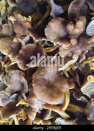 Nahaufnahme frisch geernteter Trichterpfifferlinge im Herbst. Stockfoto