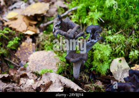 Drei schwarze Pilze, Horn of Plenty, zwischen grünem Moos und alten braunen Blättern im Wald im Herbst. Stockfoto