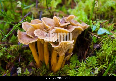 Nahaufnahme einer Gruppe brauner Trichterpfifferlinge, die im Herbst in grünem Moos im Wald wachsen. Stockfoto