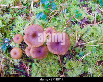 Braune Trichter-Pfifferlinge, die im Herbst in grünem Moos zwischen Zweigen und Kiefernnadeln im Wald wachsen. Stockfoto