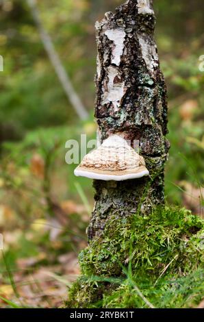 Hufpilz, der im Herbst auf einem Birkenbaumstamm im Wald wächst. Stockfoto