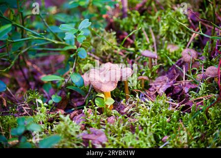 Braune Trichter-Pfifferlinge, die im Herbst in grünem Moos zwischen Zweigen und Kiefernnadeln im Wald wachsen. Stockfoto