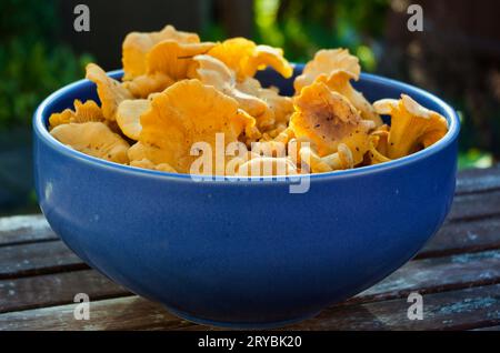 Nahaufnahme von frisch gepflückten goldenen Pfifferlingen, die im Sommer in einer blauen Schüssel aus Steingut im Freien liegen. Stockfoto