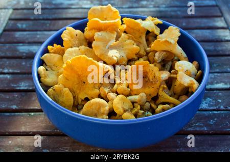 Nahaufnahme von frisch gepflückten goldenen Pfifferlingen, die im Sommer in einer blauen Schüssel aus Steingut im Freien liegen. Stockfoto