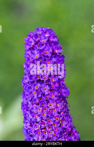 Eine Spitze aus violetten Buddleia-Blüten (Buddleia davidii), auch bekannt als Schmetterlingsbusch Stockfoto