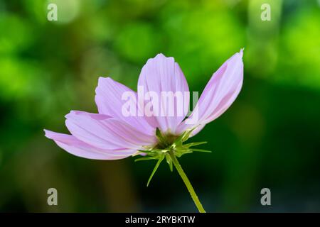 Eine schöne, rosa Cosmos Blume (Cosmos bipinnatus) Stockfoto