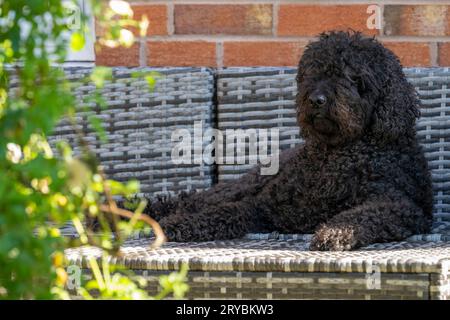 Ein wunderschöner, lockiger schwarzer Labradoodle-Hund, der auf einem Rattanstuhl im Garten liegt Stockfoto