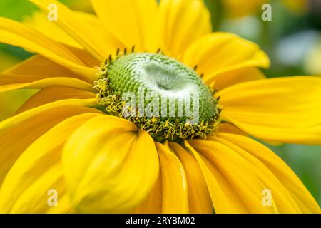 Eine Nahaufnahme einer wunderschönen gelben Echinacea-Blume, auch bekannt als Coneflower Stockfoto