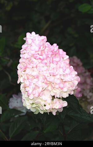 Eine Gruppe rosa und weißer Blüten auf einem Hortensie-Sträucher, bekannt als Erdbeer-Hortensie Stockfoto