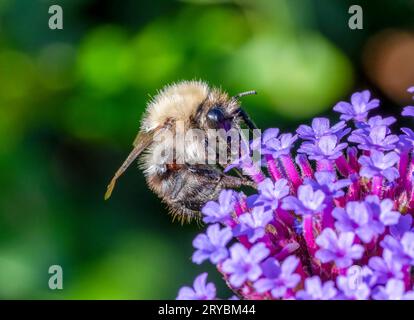 Eine gewöhnliche Carder-Biene (Bombus pascuorum), auf einer Verbene-Blume Stockfoto