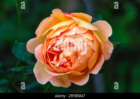 Eine Nahaufnahme einer wunderschönen orangen Rose, die viele Schichten von Blütenblättern zeigt Stockfoto