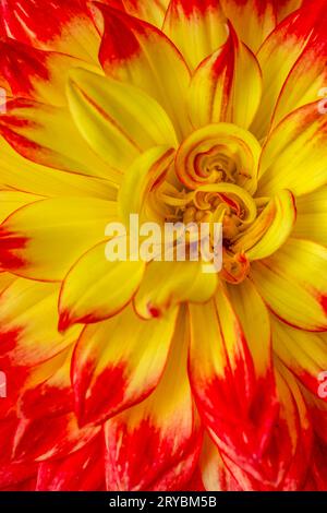 Eine Nahaufnahme einer wunderschönen rot-gelben Dahlienblume Stockfoto