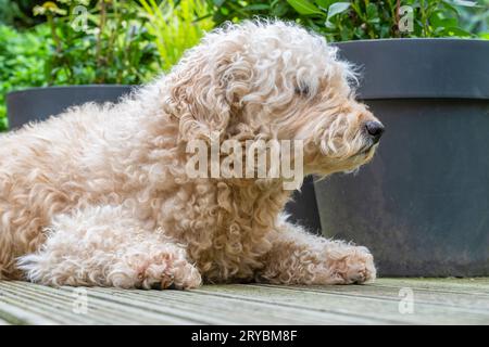 Niedlicher und sehr behaarter, beigefarbener Labradoodle-Hund, der auf einer Holzterrasse neben einigen großen Blumentöpfen liegt Stockfoto