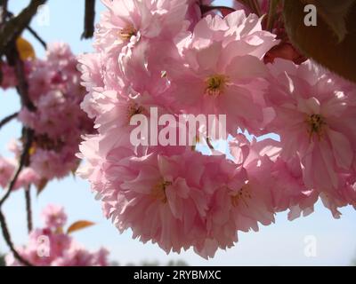 Jede Art von Blume hat ihre eigene einzigartige Schönheit. Blumen sind nicht nur schön anzusehen, sondern haben auch einen angenehmen Duft Stockfoto