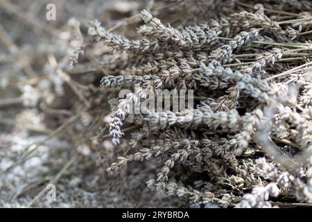 Lavendelstrauß, der draußen in der Sonne trocknet. Blütenstapel. Alternativmedizin, Lebensmittelkonsum. Stockfoto