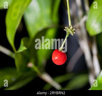 Dracaena Surculosa grünes Bambusgewächshaus mit einer roten Beere. Stockfoto