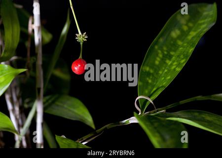 Japanischer Bambus Dracaena Surculosa Zimmerpflanze mit grünem, variiertem Laub und einer roten Beere. Stockfoto