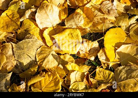 Der Herbst verlässt den Bowmont Park Calgary Alberta Stockfoto
