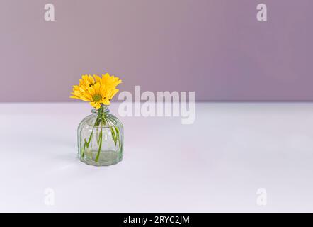 Kleine Vase mit gelben Gänseblümchen-Blumen im Wasser auf hellrosa Hintergrund mit Kopierraum Stockfoto