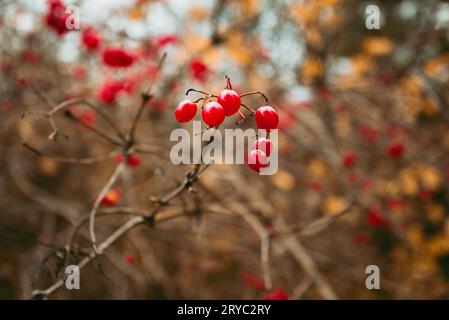 Wilde Beeren auf dem Ast im Wald - Herbstzeit. Ernte roter Beeren – Nahaufnahme. Stockfoto