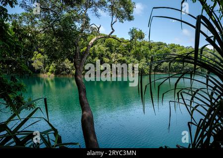 Lake Eacham, in der Nähe von Yungaburra, Crater Lakes National Park, Atherton Tablelands, Queensland, Australien Stockfoto