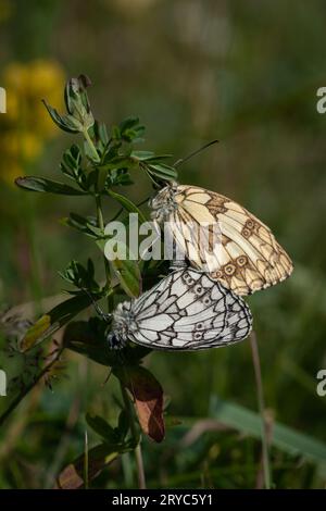 Marmorierter weißer Schmetterling (Melanargia galathea) Paarungspaar Stockfoto