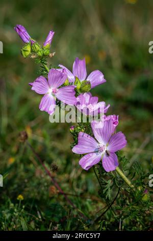 Moschusmalve (Malva moschata) blüht auf der Wiese Stockfoto