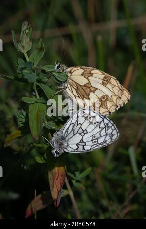 Marmorierter weißer Schmetterling (Melanargia galathea) Paarungspaar Stockfoto