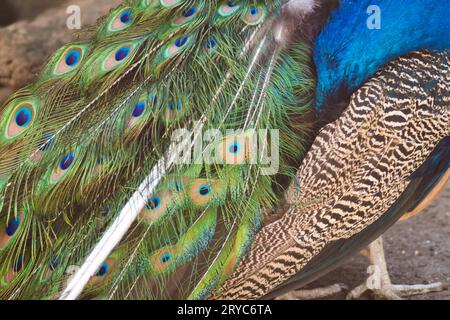 Pfau Stockfoto
