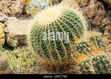 Schöne goldene Fasskaktus unter anderen Kakteen und Sukkulenten im botanischen Garten Stockfoto