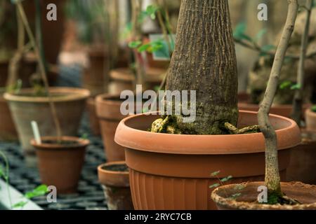 Töpfe mit tropischen Pflanzen im Inneren eines Gewächshauses Stockfoto